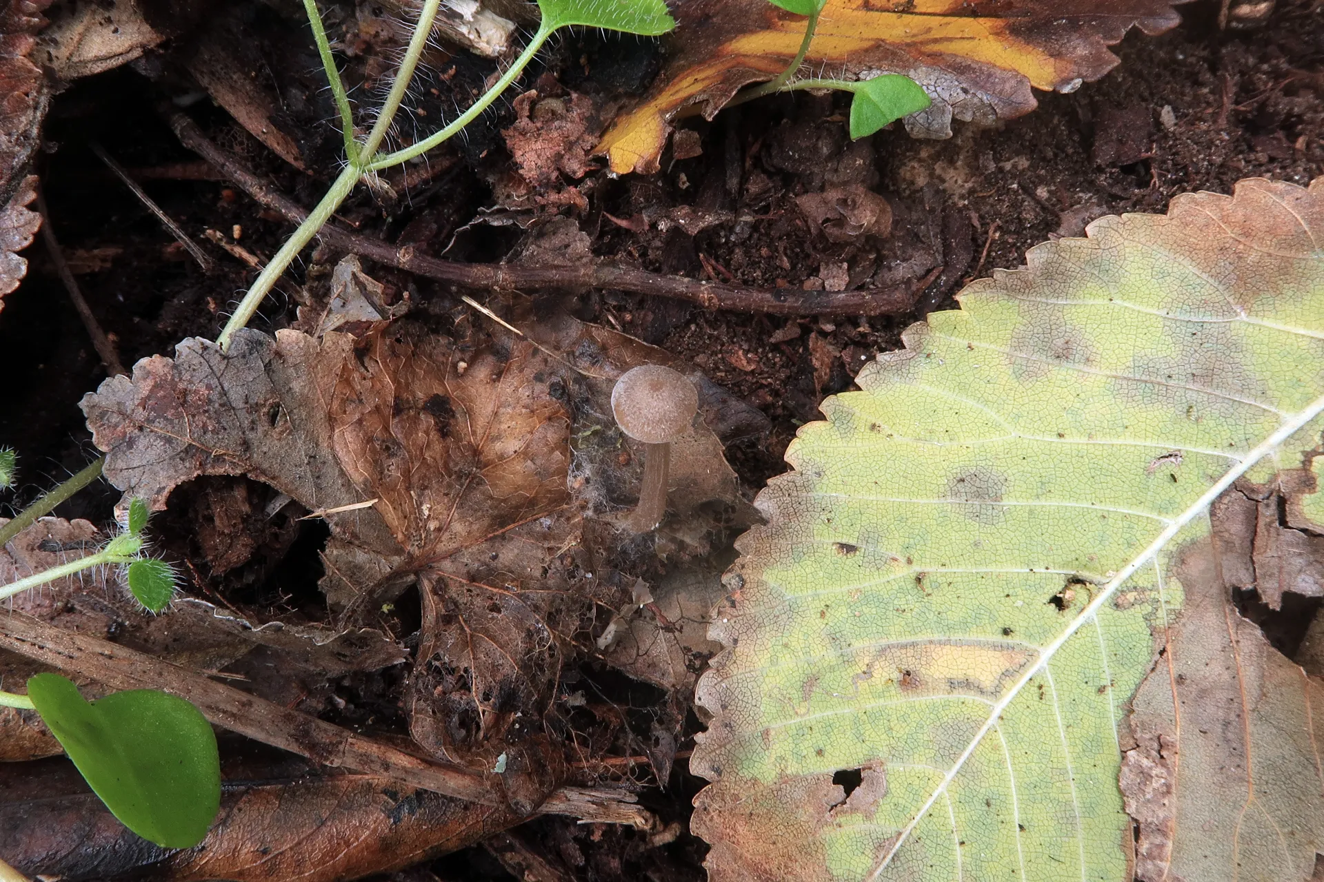Tephrocybe platypus - 1 - IMG_8421